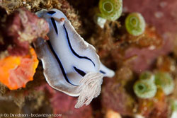 BD-110318-Puerto-Galera-3971-Chromodoris-willani.-Rudman.-1982-[Willan's-chromodoris].jpg
